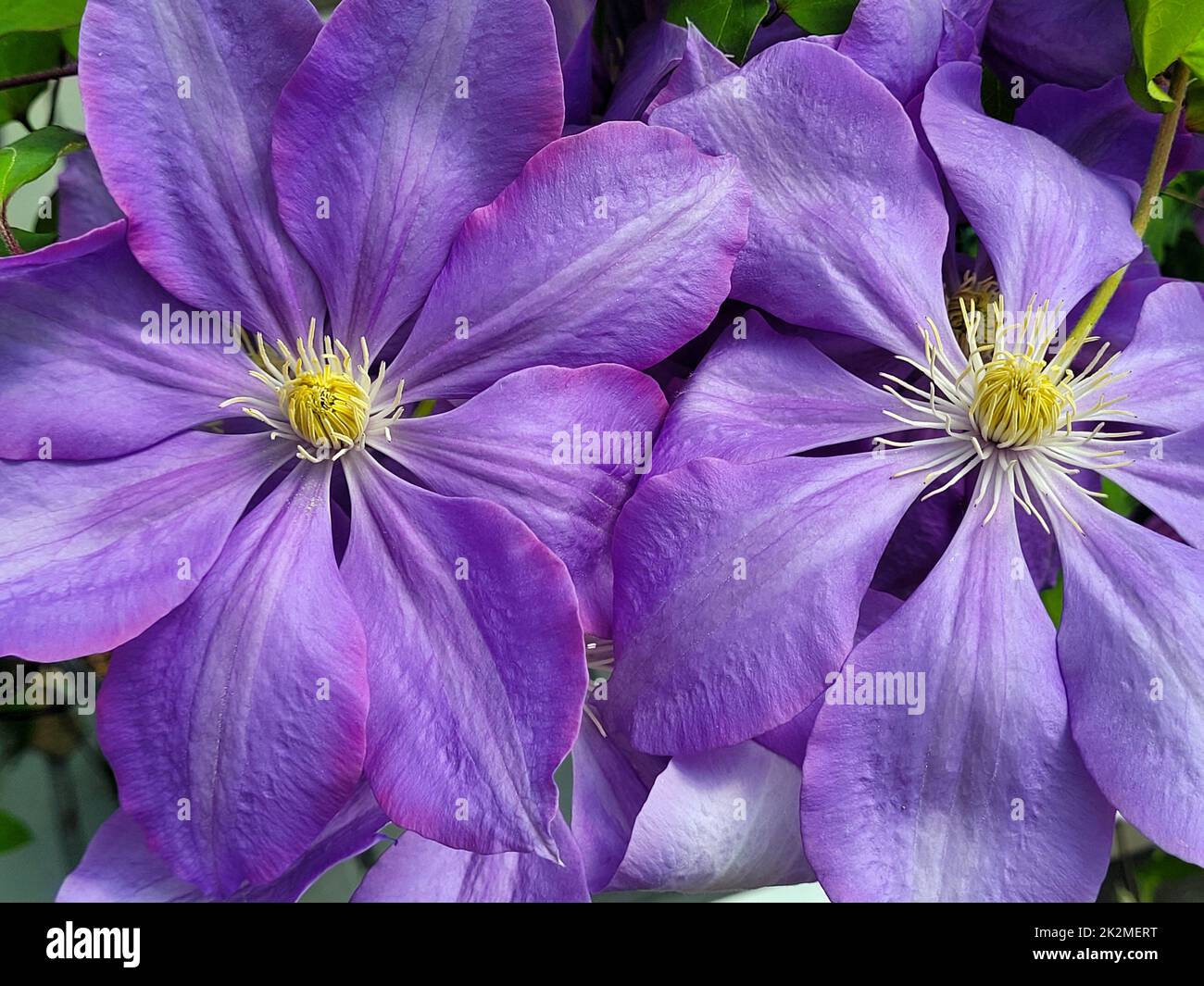 La beauté de Clematis Banque D'Images