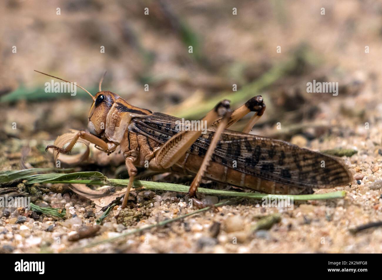 Un criquet pèlerin (Locusta Migratoria) Banque D'Images