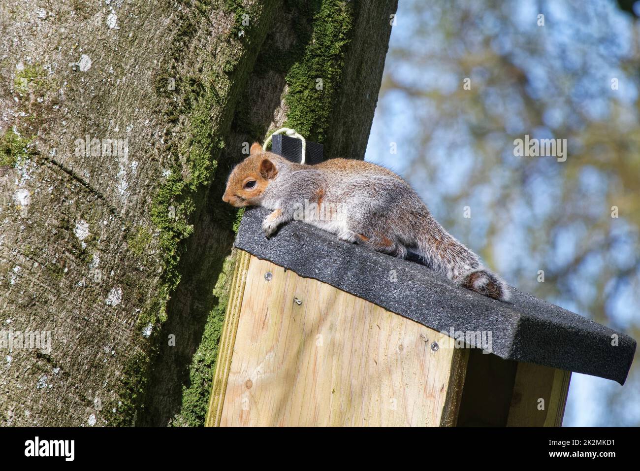 Écureuil gris (Sciurus carolinensis) qui se repose et prend le soleil sur le toit d'une grande boîte de nidification, il niche avec un compagnon, Wiltshire, Royaume-Uni, mars. Banque D'Images