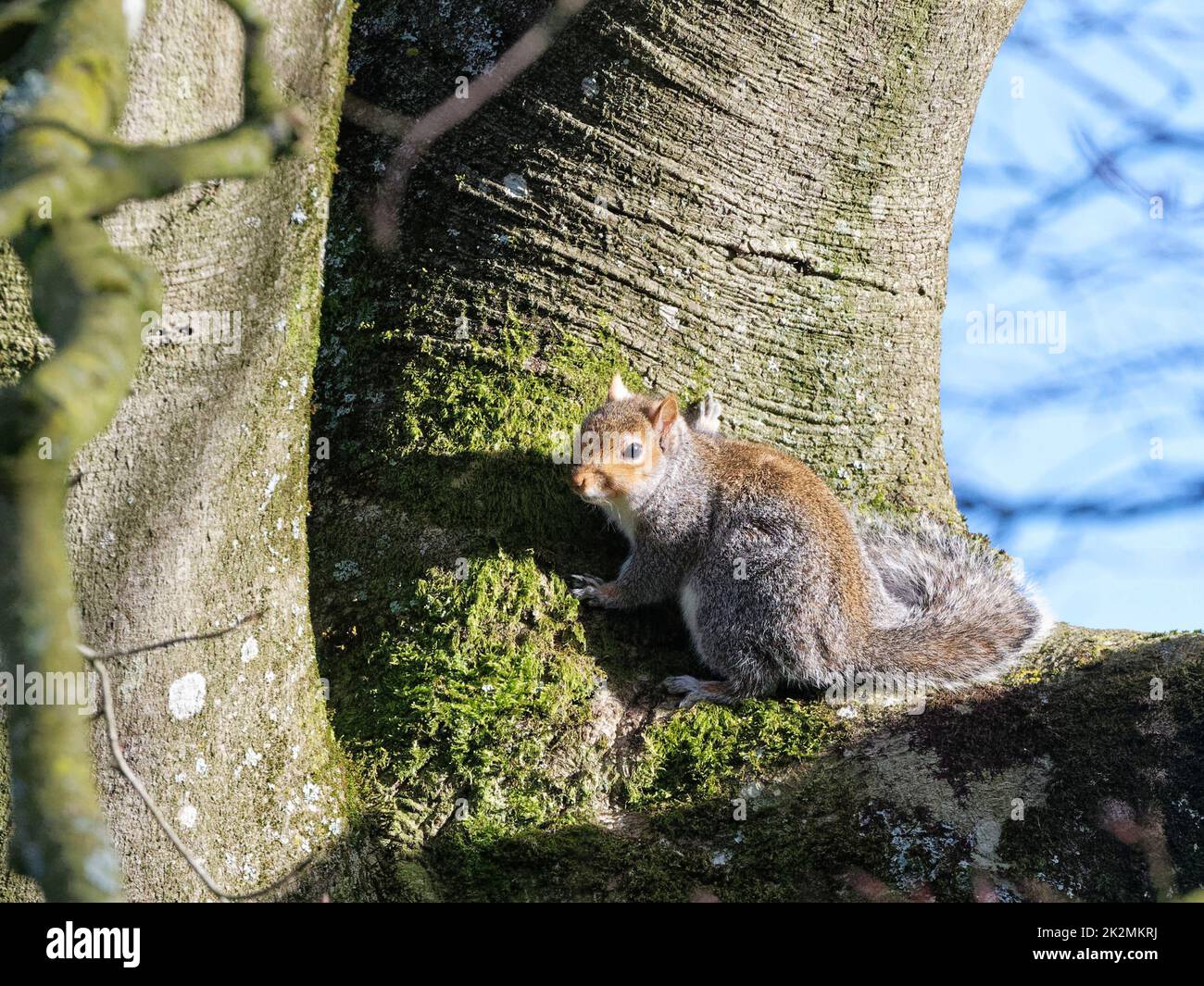 Écureuil gris (Sciurus carolinensis) soleil sur une branche d'arbre le matin d'un printemps froid, Wiltshire, Royaume-Uni, mars. Banque D'Images