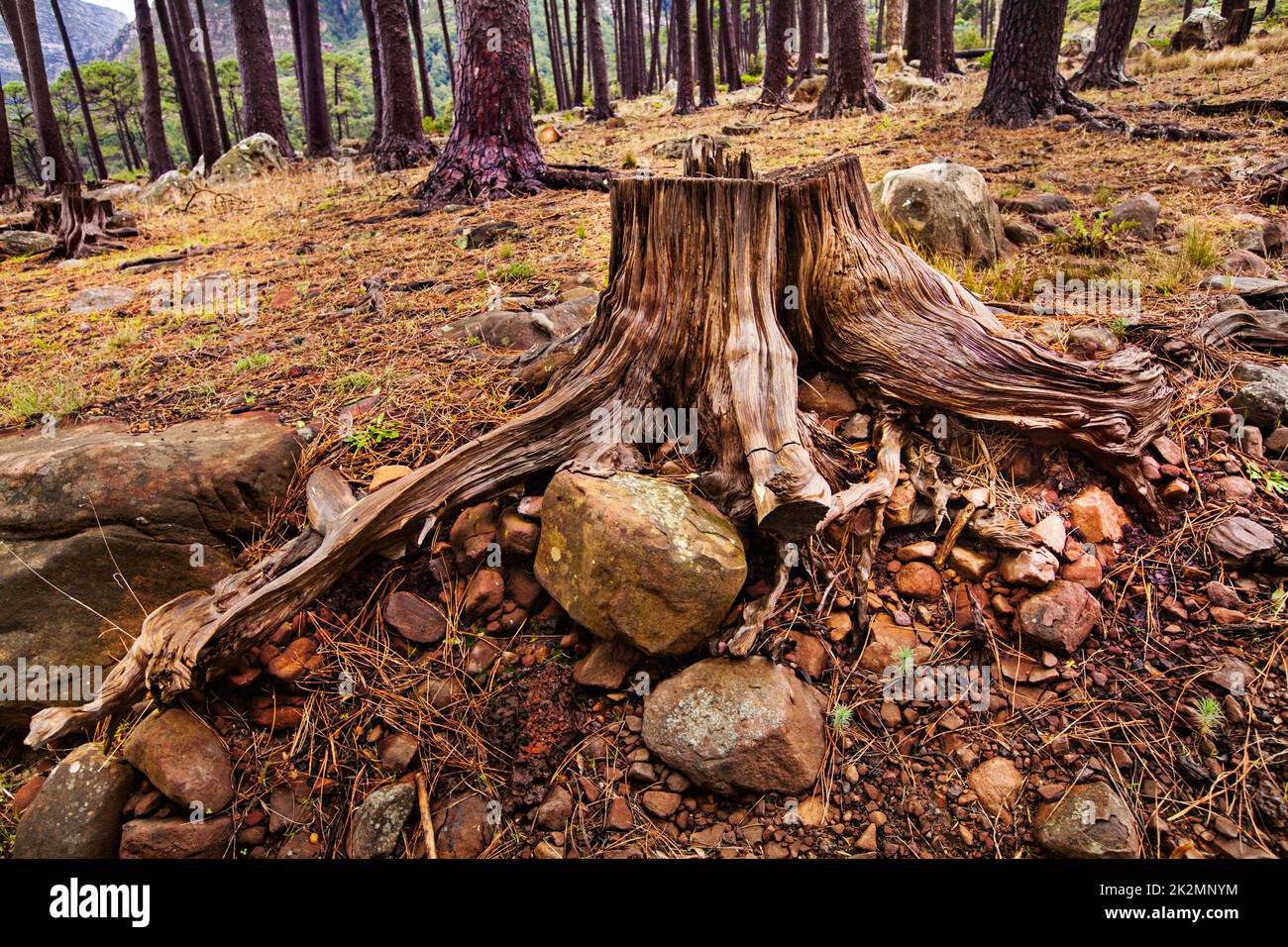 Concentrez-vous sur la déforestation. Photo d'un arbre coupé dans la forêt. Banque D'Images