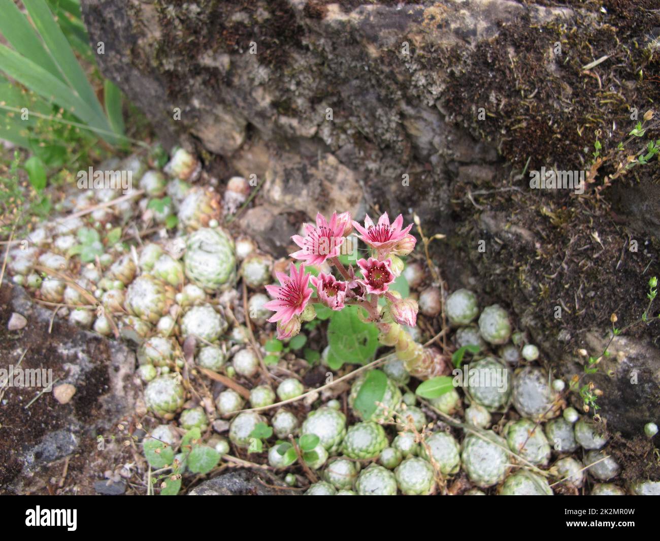 Maison de toile d'araignée avec fleurs roses dans un jardin de roche, Sempervivum arachnoideum Banque D'Images