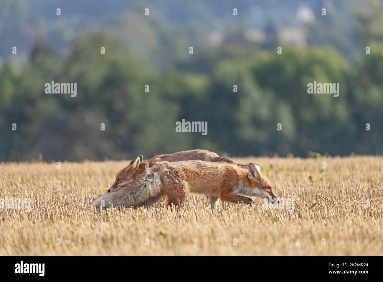 Une paire de renards rouges fonctionne sur un chaume jaune. Banque D'Images