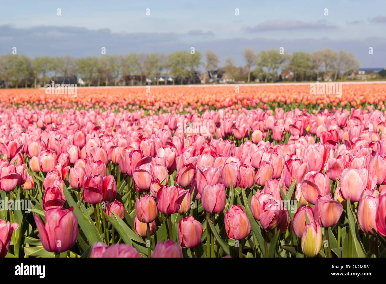 Champ de tulipes aux Pays-Bas Banque D'Images
