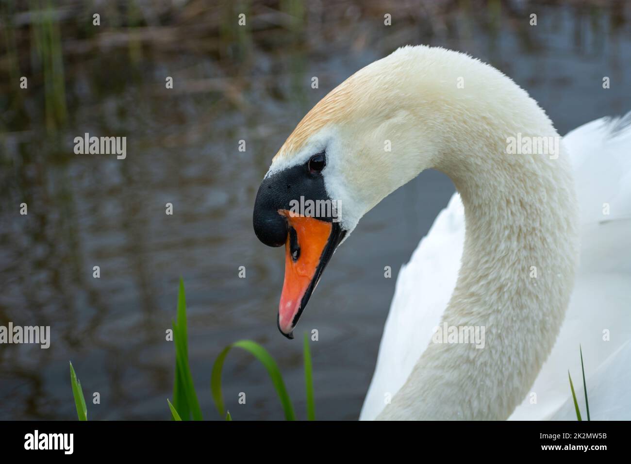 Magnifique cygne blanc posant en profil, le jour du printemps Banque D'Images