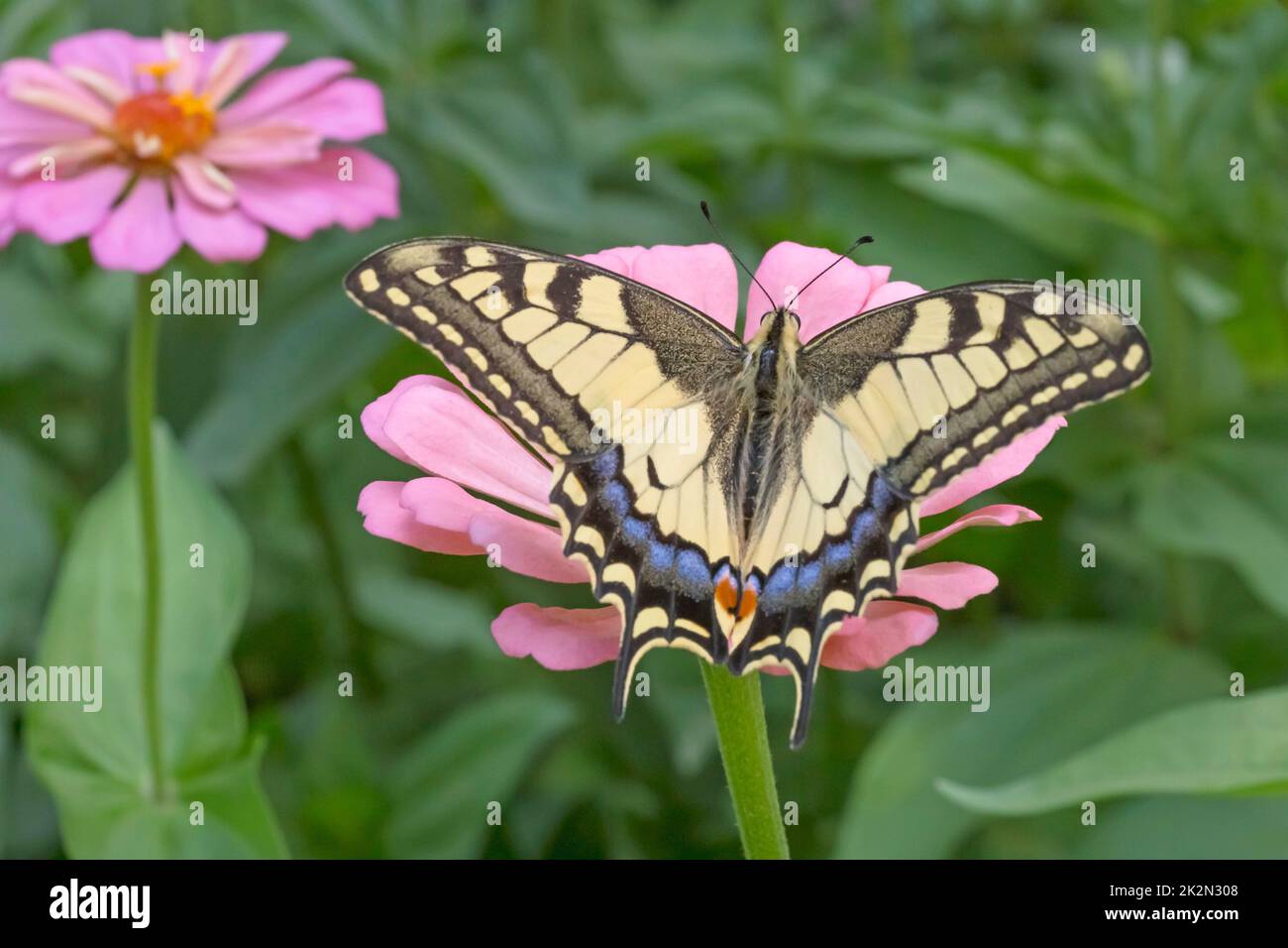 Gros plan du papillon Papilio Machaon assis sur la fleur rose de zinnia dans le jardin Banque D'Images