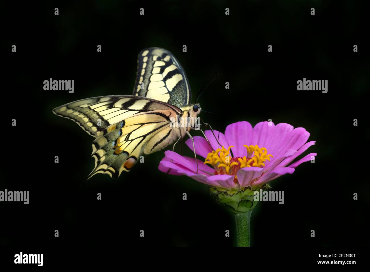Papillon Papilio Machaon assis sur une fleur mauve de zinnia sur fond noir Banque D'Images