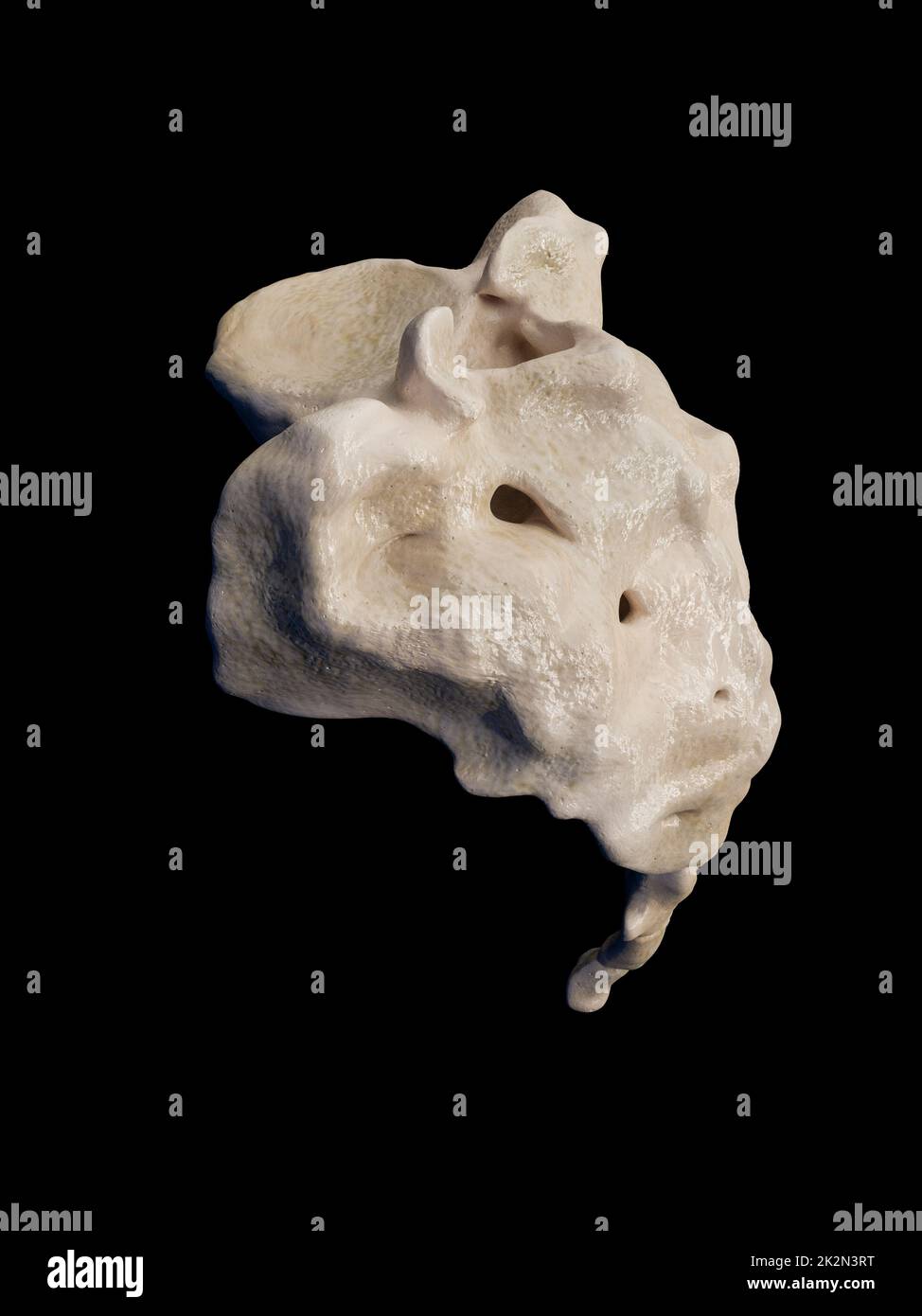 3d illustration du sacrum, illustration du squelette humain . anatomie de l'os du sacrum. icône Banque D'Images