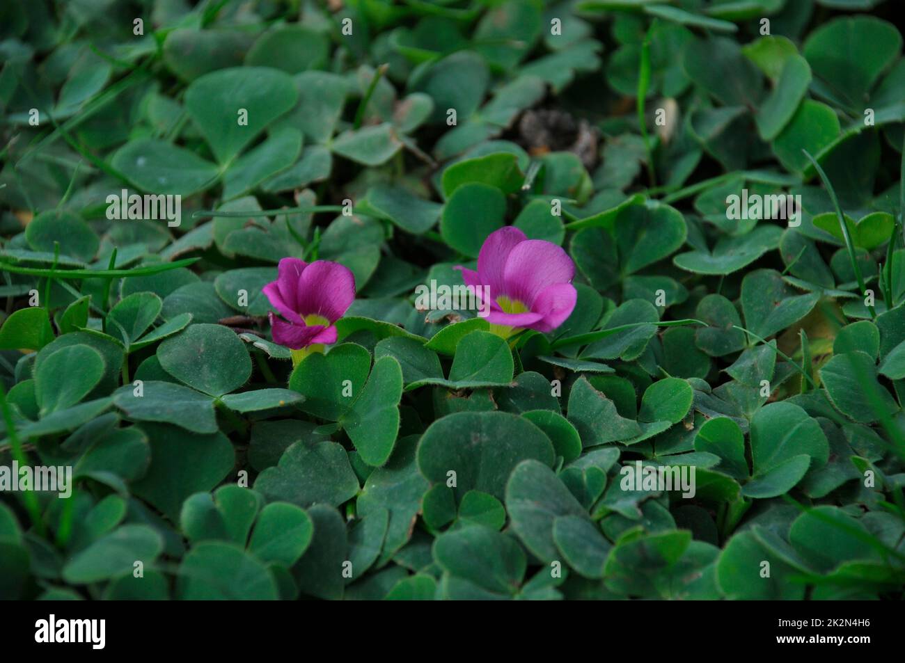 Oxalis purpurea sur une pelouse à Porto Banque D'Images