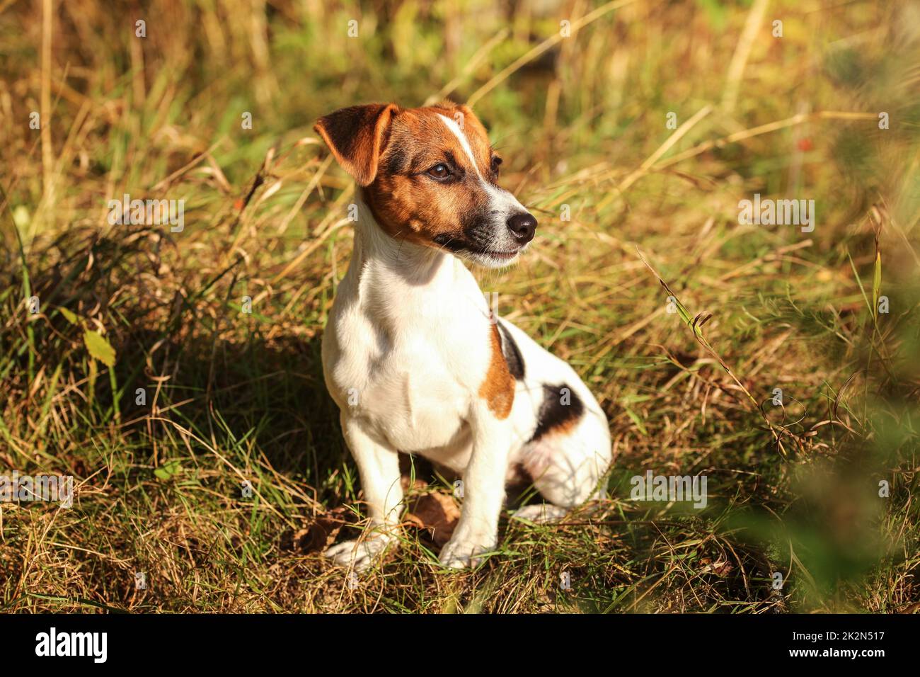 Jack Russell Terrier assis dans l'herbe d'automne basse, à côté de l'après-midi, soleil qui brille sur elle. Banque D'Images