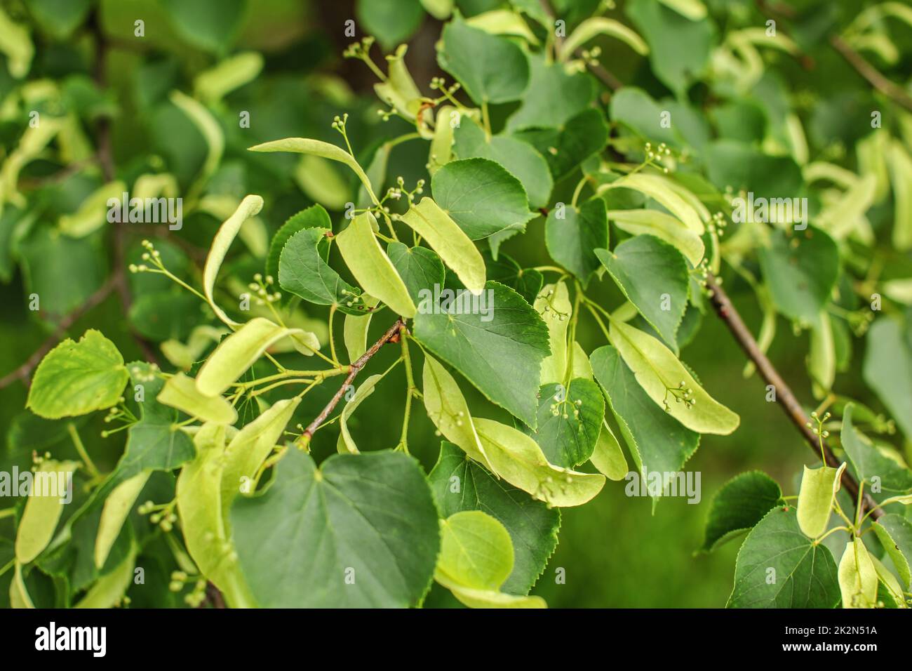 Petites feuilles de tilleul (Tilia cordata) Feuilles et fruits qui poussent sur les branches d'arbres Banque D'Images