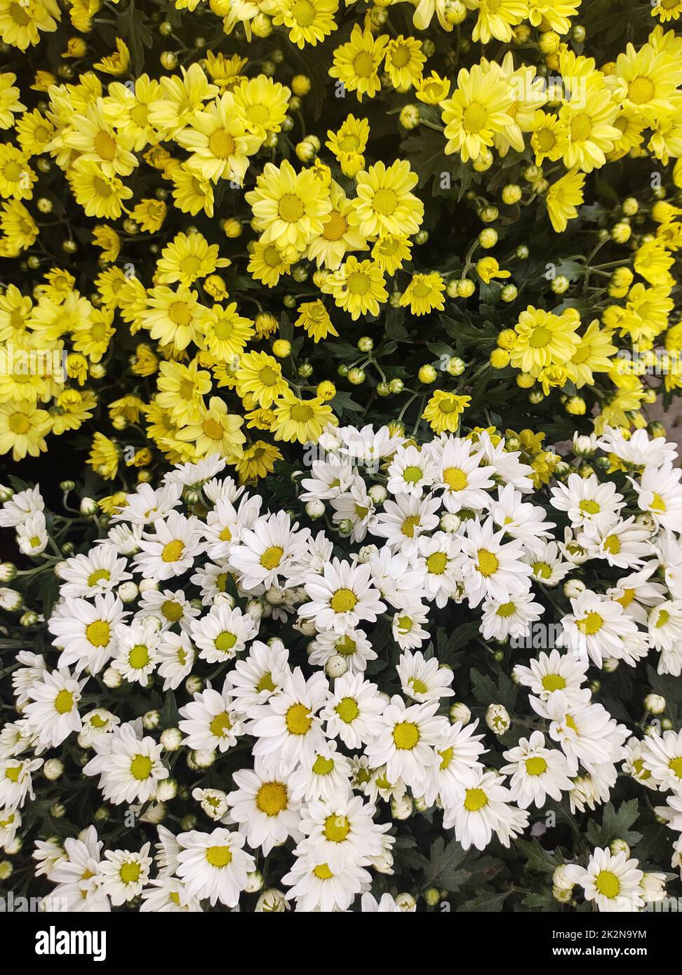 Lit de fleurs avec des chrysanthèmes jaunes et blancs moitié et moitié. Banque D'Images