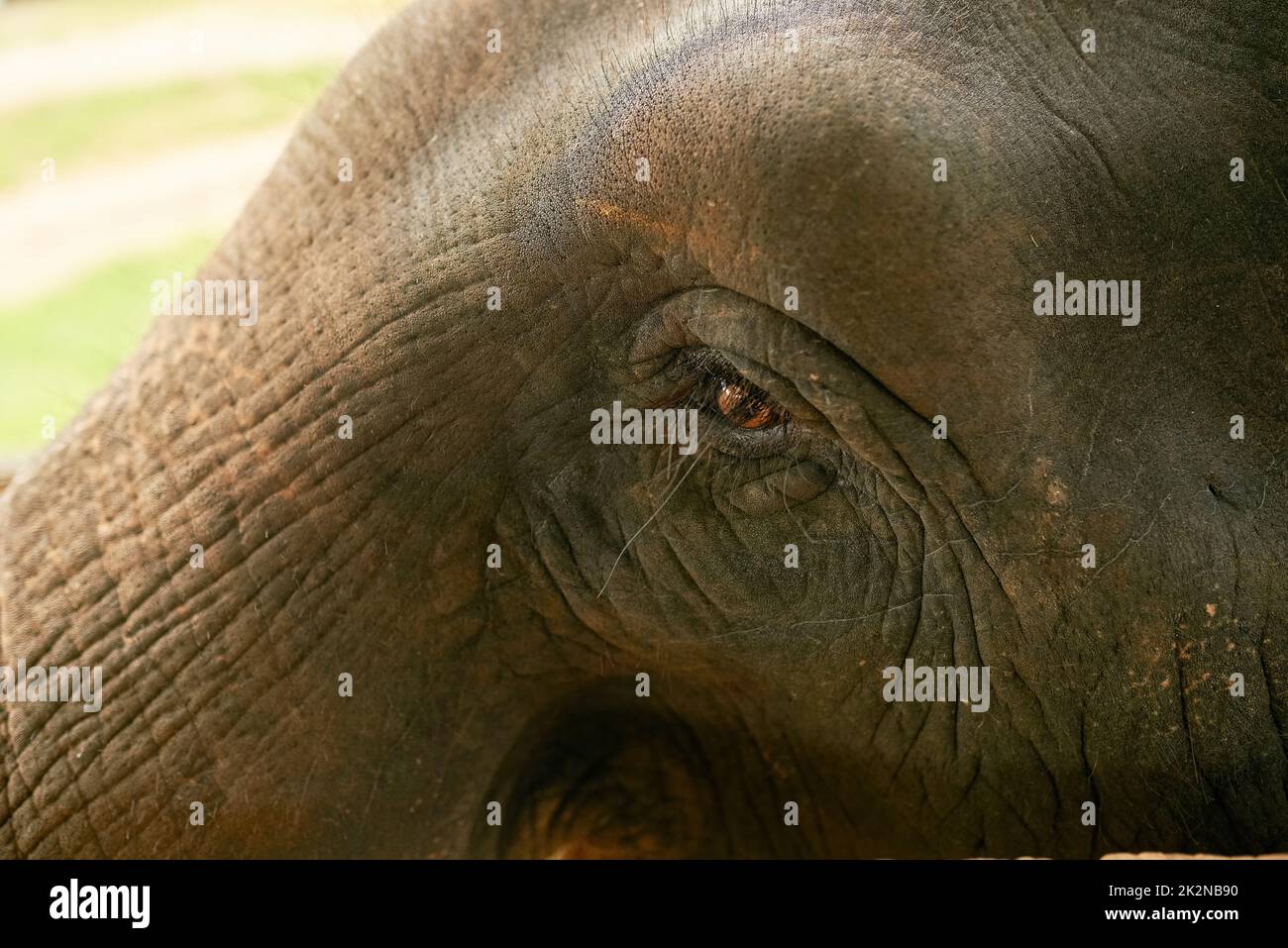 Des yeux pleins de souvenirs. Gros plan d'un éléphant indien dans son habitat naturel. Banque D'Images