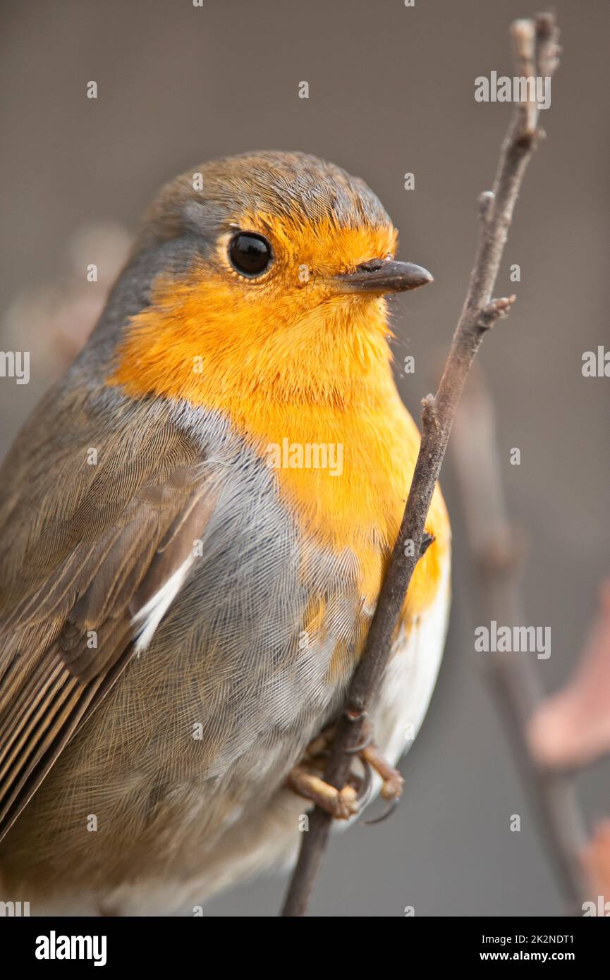 Robin européen (erithacus rubecula). Portrait en gros plan. Andalousie, Espagne. Banque D'Images