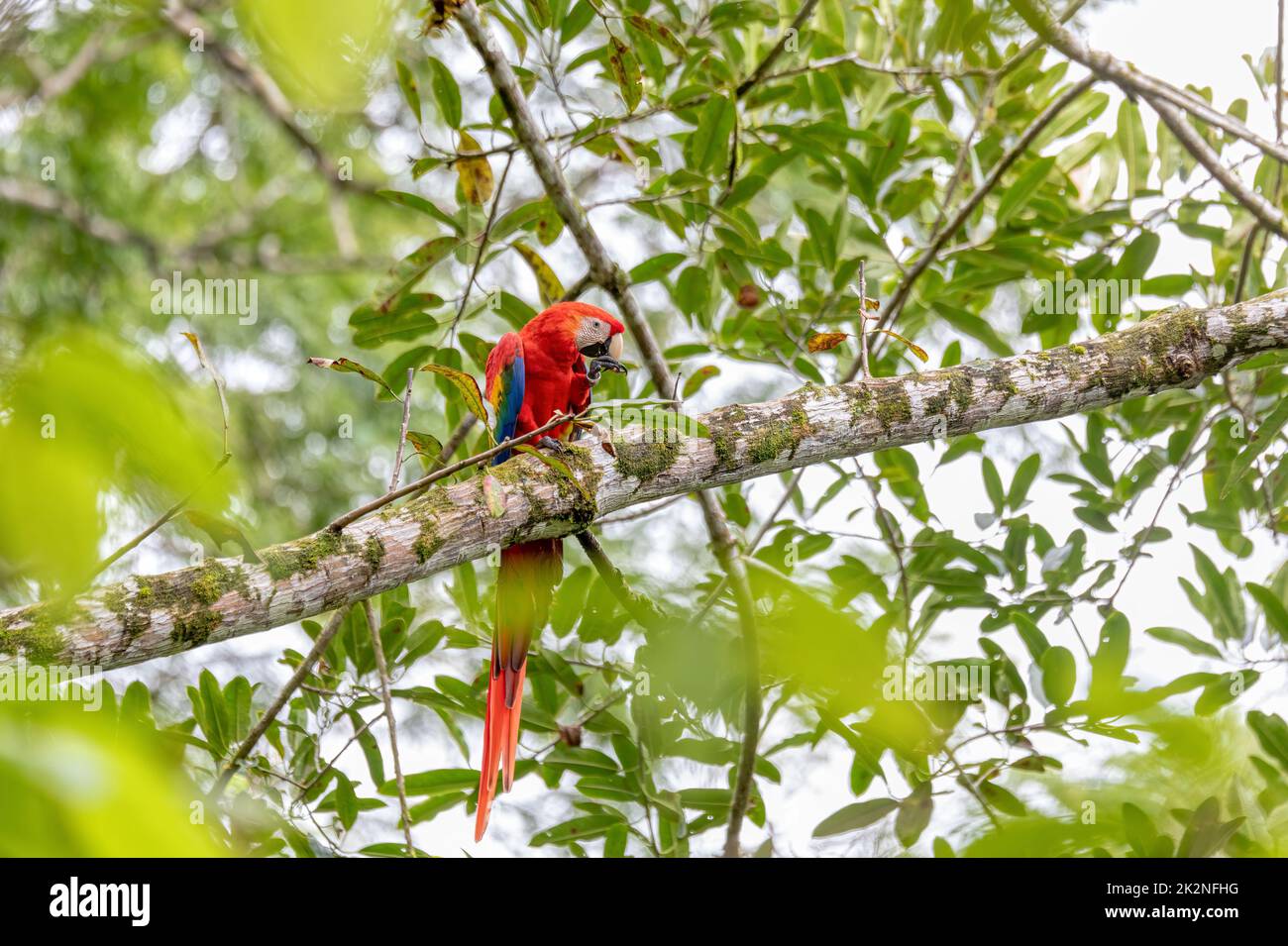 La macaw scarlet, Ara macao, Quepos Costa Rica. Banque D'Images