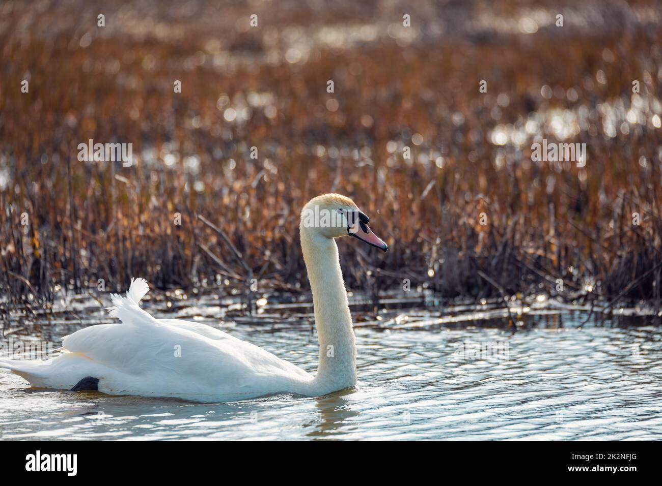 Oiseau sauvage muet cygne femelle en hiver sur l'étang Banque D'Images