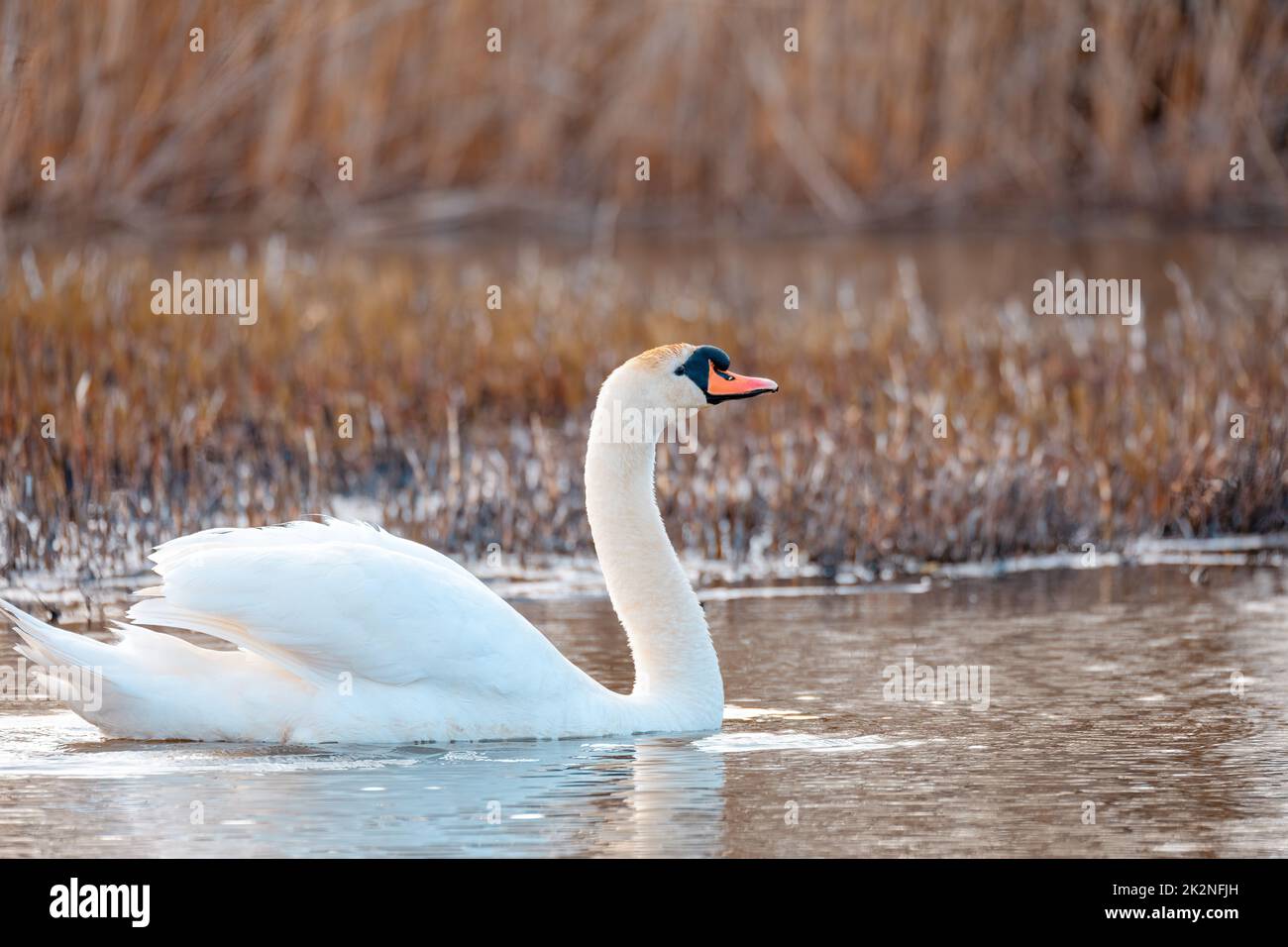 Oiseau sauvage muet homme de cygne en hiver sur l'étang Banque D'Images