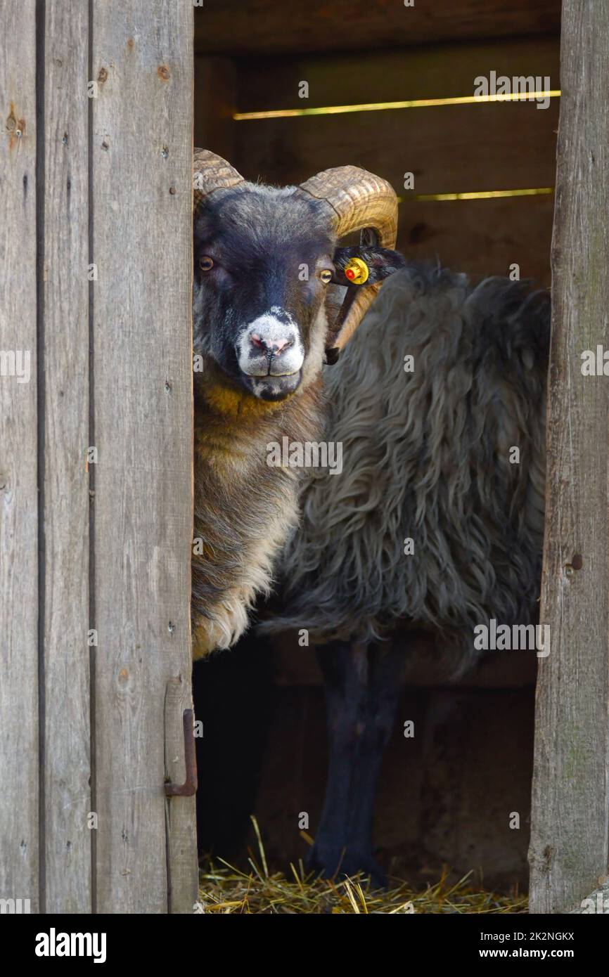 Portrait d'un mouton Skudde en regardant hors de sa grange Banque D'Images