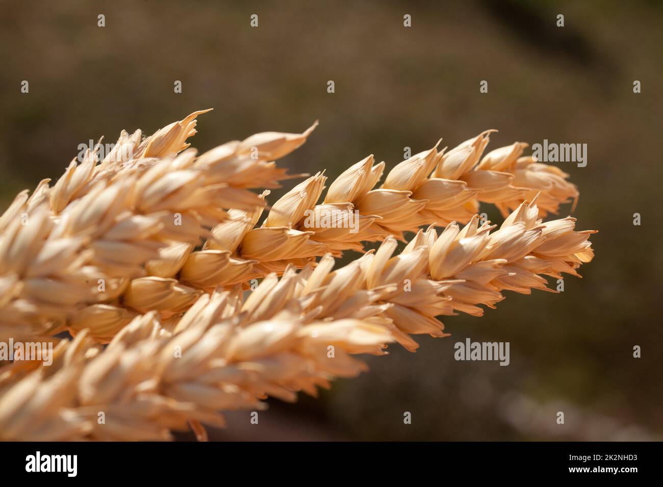 sheaf de blé sous le soleil Banque D'Images