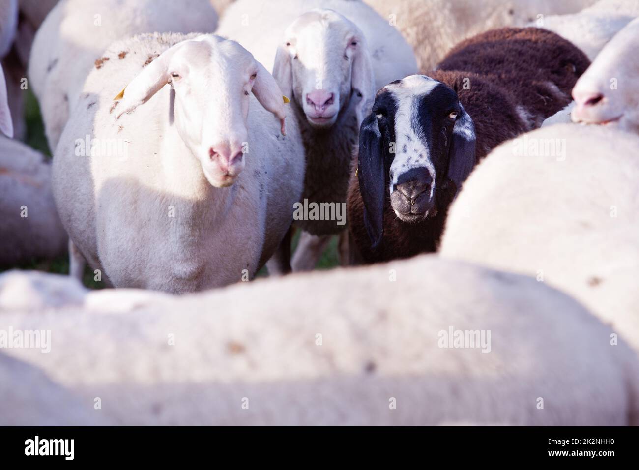 Le mouton noir de la famille Banque D'Images