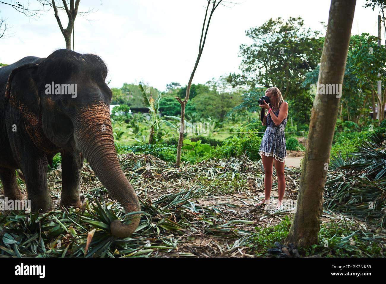 Tous les photographes rêvent. Photo d'un jeune photographe prenant une photo d'un éléphant d'Asie. Banque D'Images