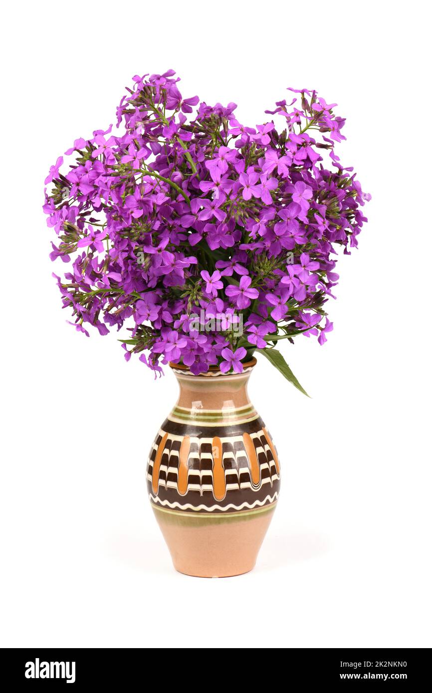 Purple Dame's Rocket flowers, Hesperis matronalis, violet nocturne sur fond blanc. Photo haute résolution. Profondeur de champ complète. Banque D'Images