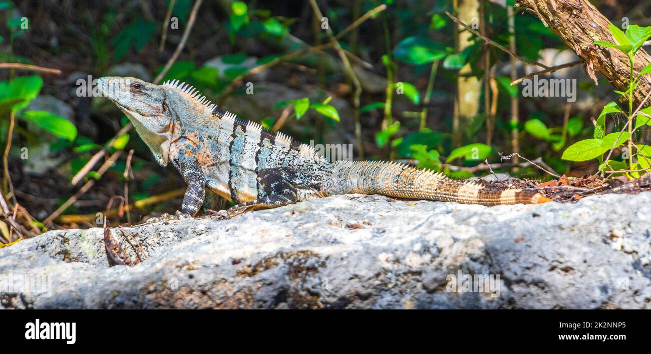 L'iguana mexicaine se trouve sur la forêt naturelle de pierre de roche du Mexique. Banque D'Images