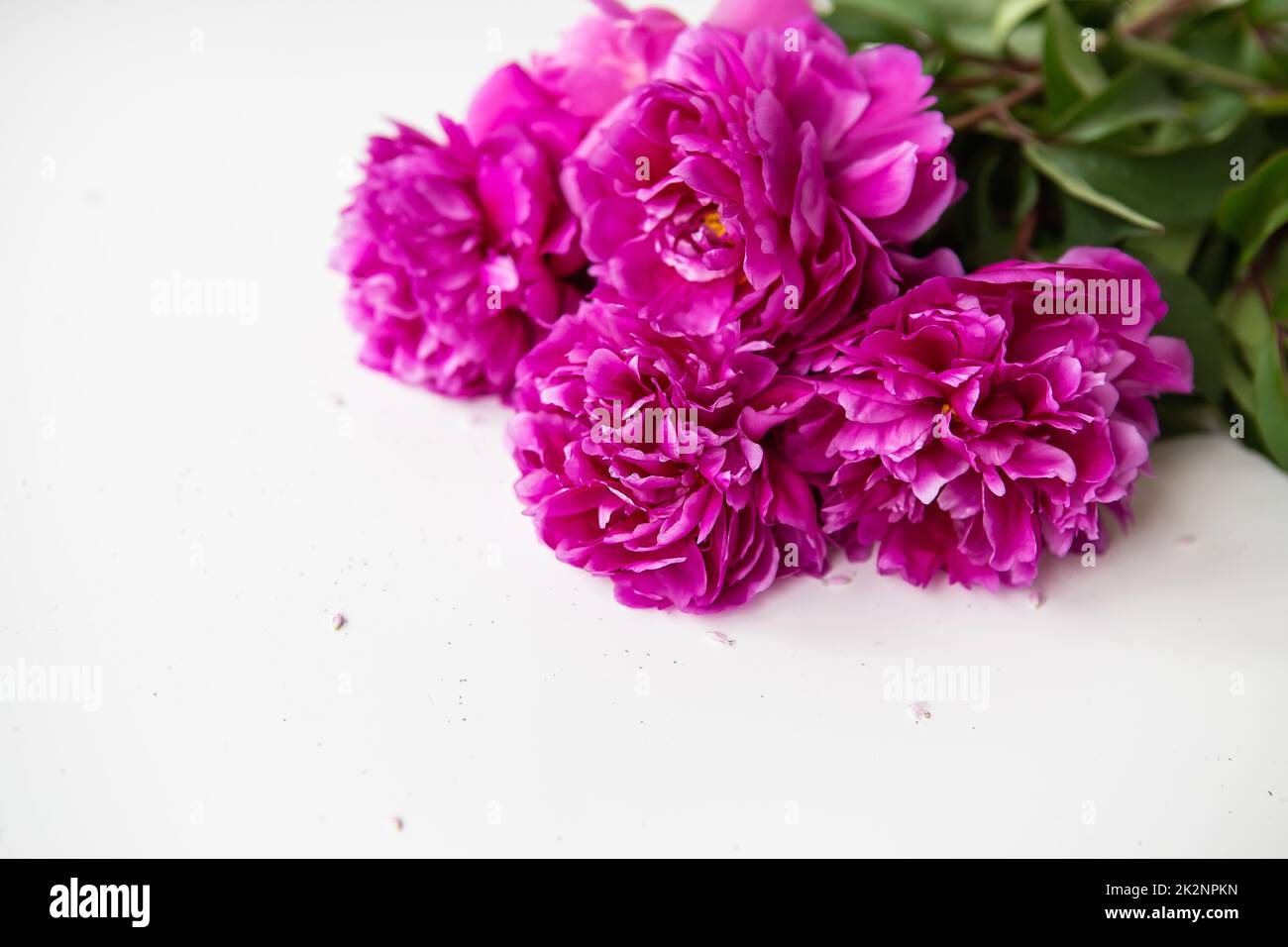 Beau bouquet de pivoines roses. Le concept du travail d'un fleuriste dans un fleuriste. Place pour une inscription. Banque D'Images