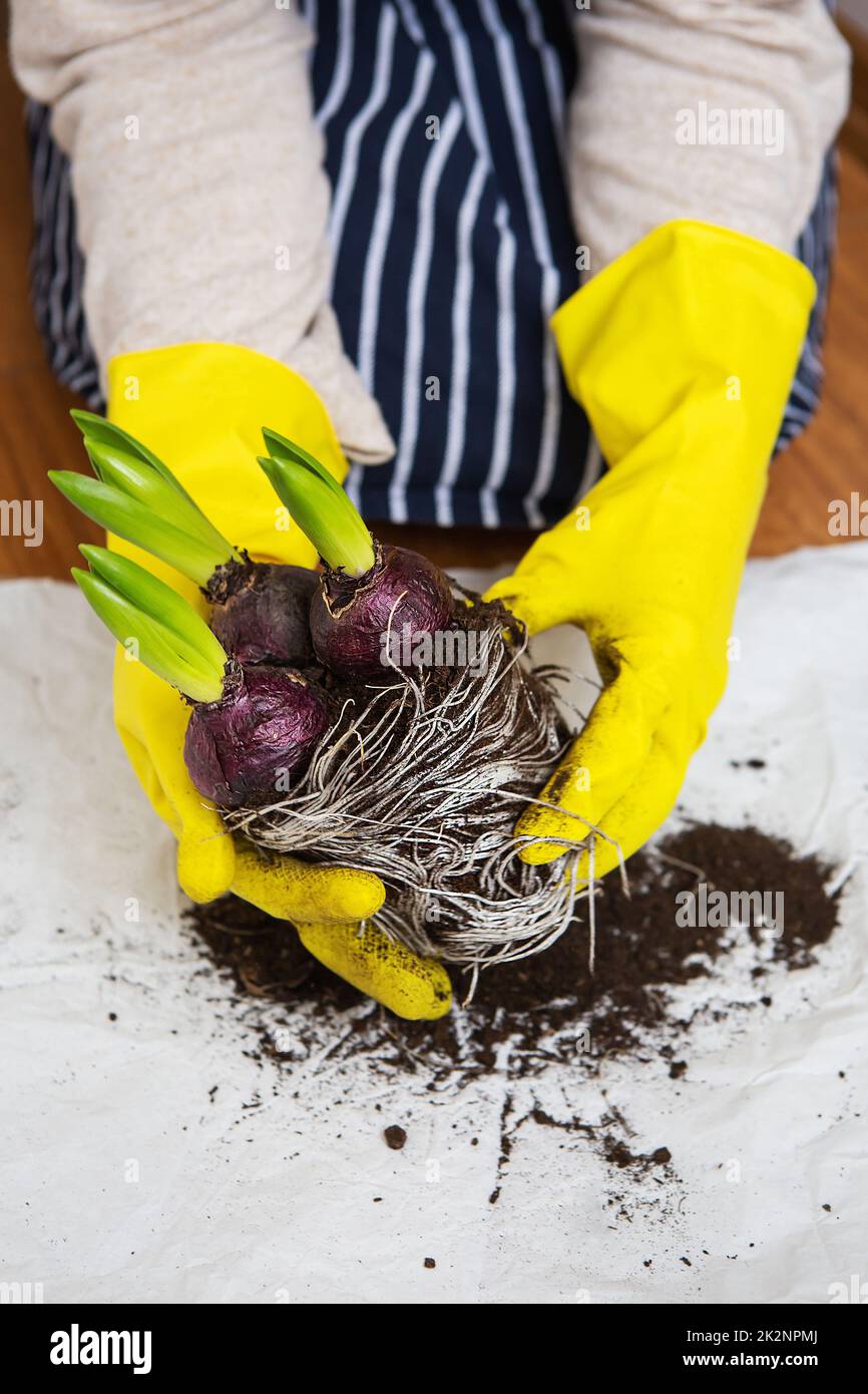 Une fille dans un tablier rayé transplante des bulbes de jacinthe d'un pot, plantant des bulbes de jacinthe avec des outils de jardin. Banque D'Images