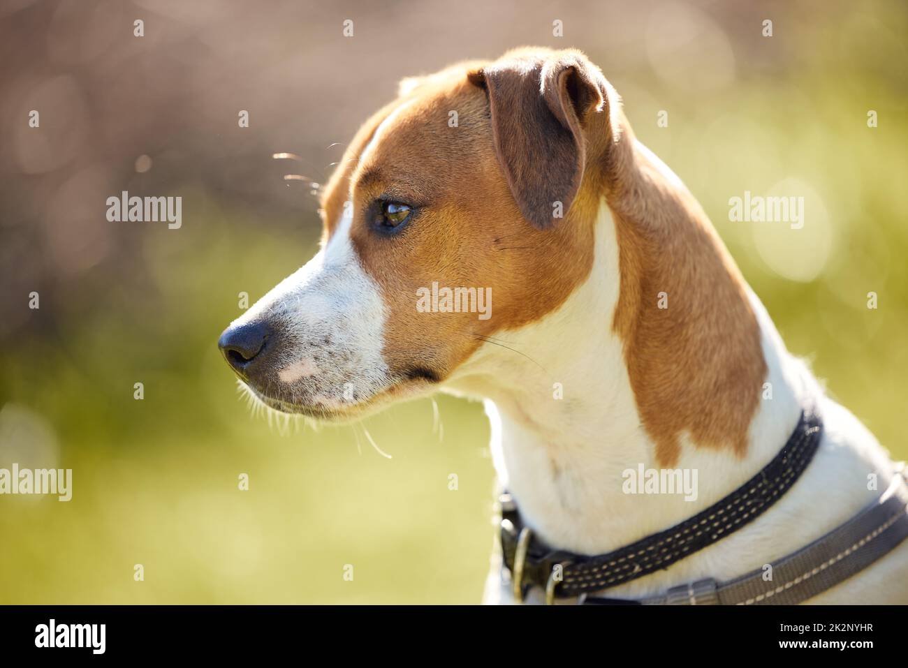 Un petit compagnon si beau. Photo courte d'un adorable jeune Jack Russell assis à l'extérieur sur un terrain. Banque D'Images