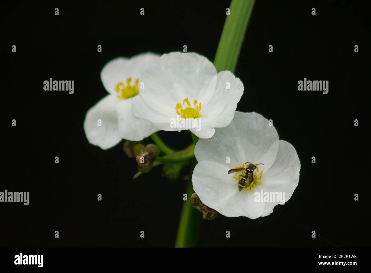 Une petite abeille sur une fleur sauvage blanche Banque D'Images