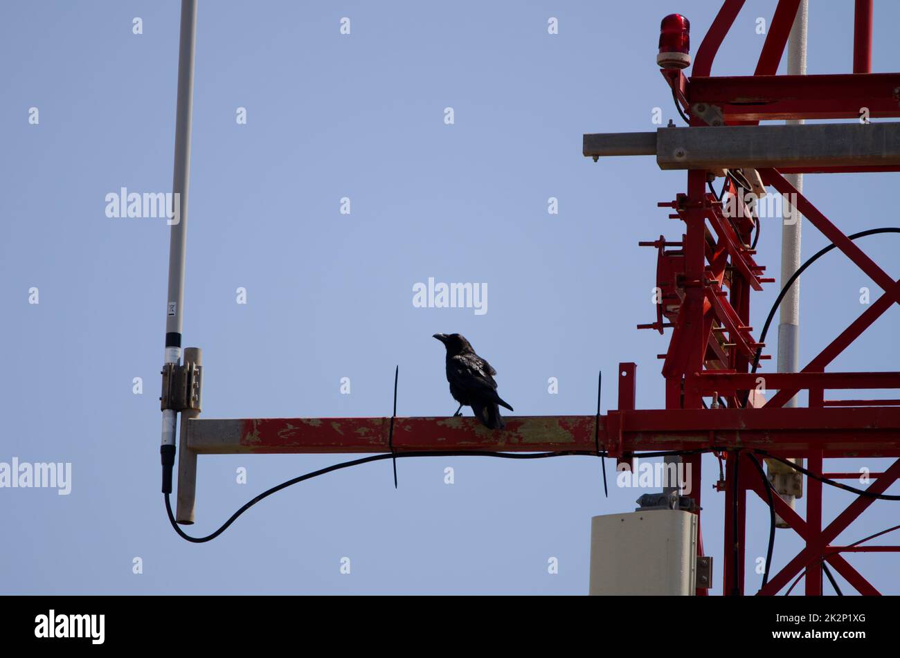 Corbeaux des îles Canaries perchés sur une tour de transmission. Banque D'Images