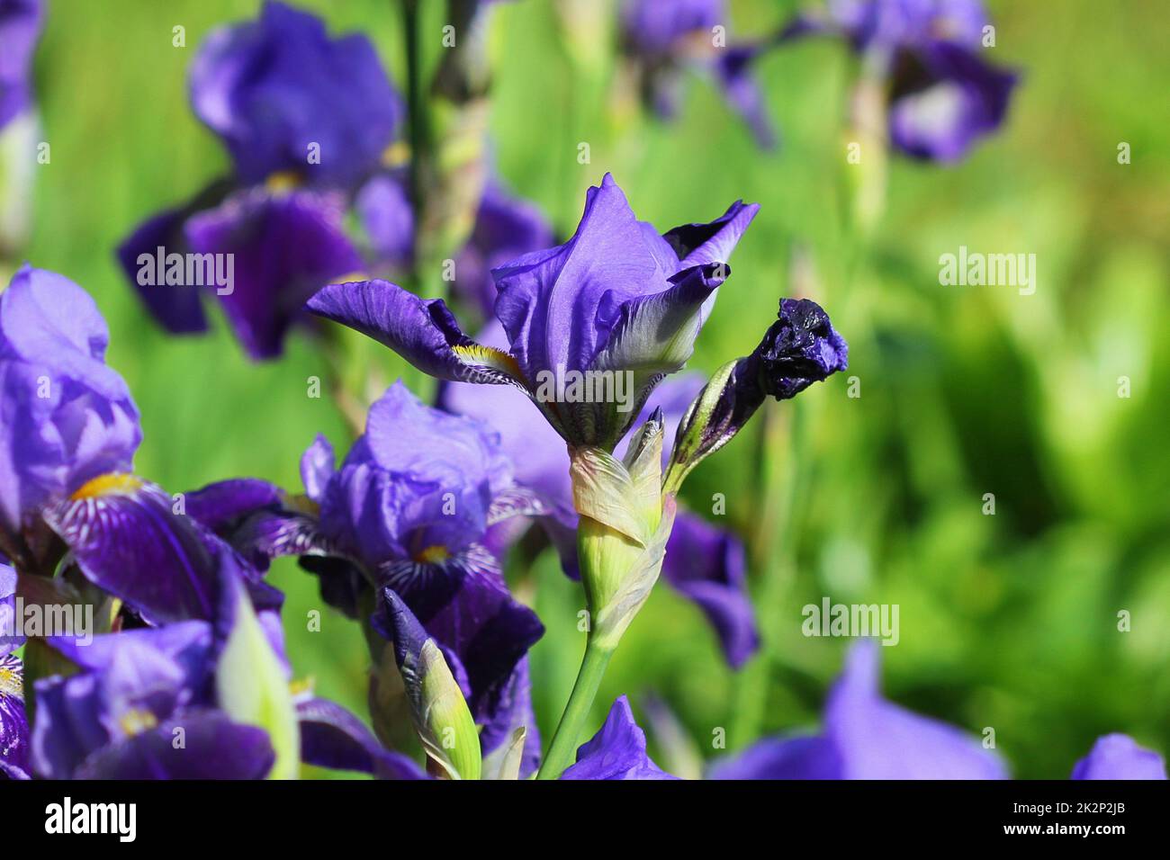 Fleurs de l'iris bleu poussant dans le jardin, fond vert. Lot d'iris (Iris germanica) Banque D'Images