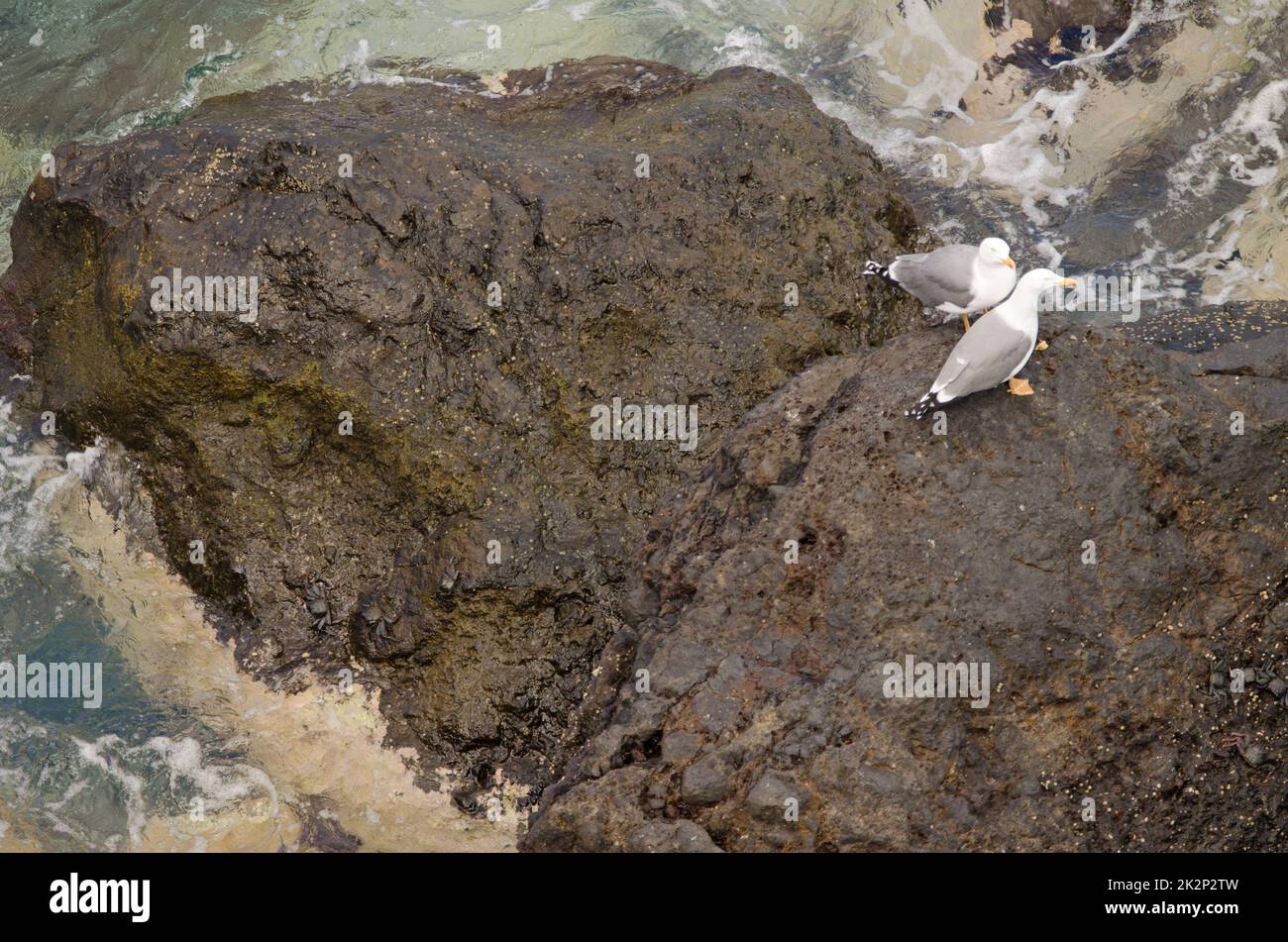 Goélands à pattes jaunes Larus michaellis atlantis. Banque D'Images