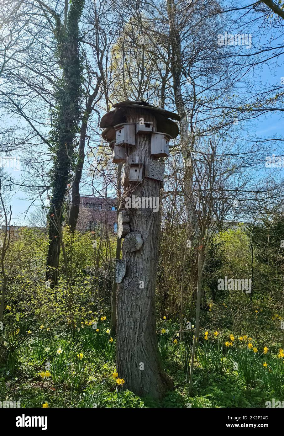 Plusieurs maisons d'oiseaux et hôtels d'insectes sur un arbre dans un parc dans le nord de l'Allemagne. Banque D'Images