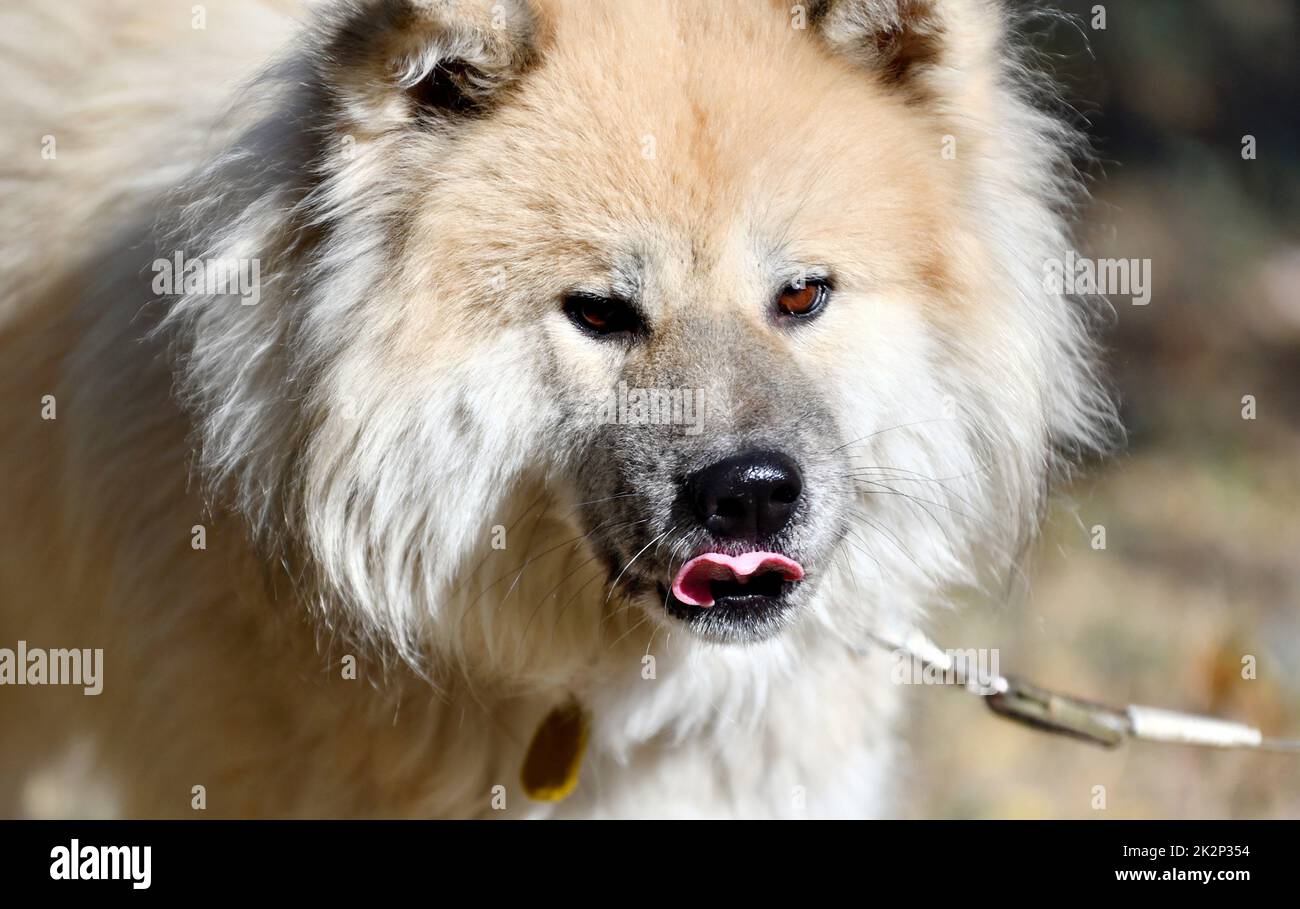 Chien Akita Inu à poil long ou chien Akita japonais Banque D'Images
