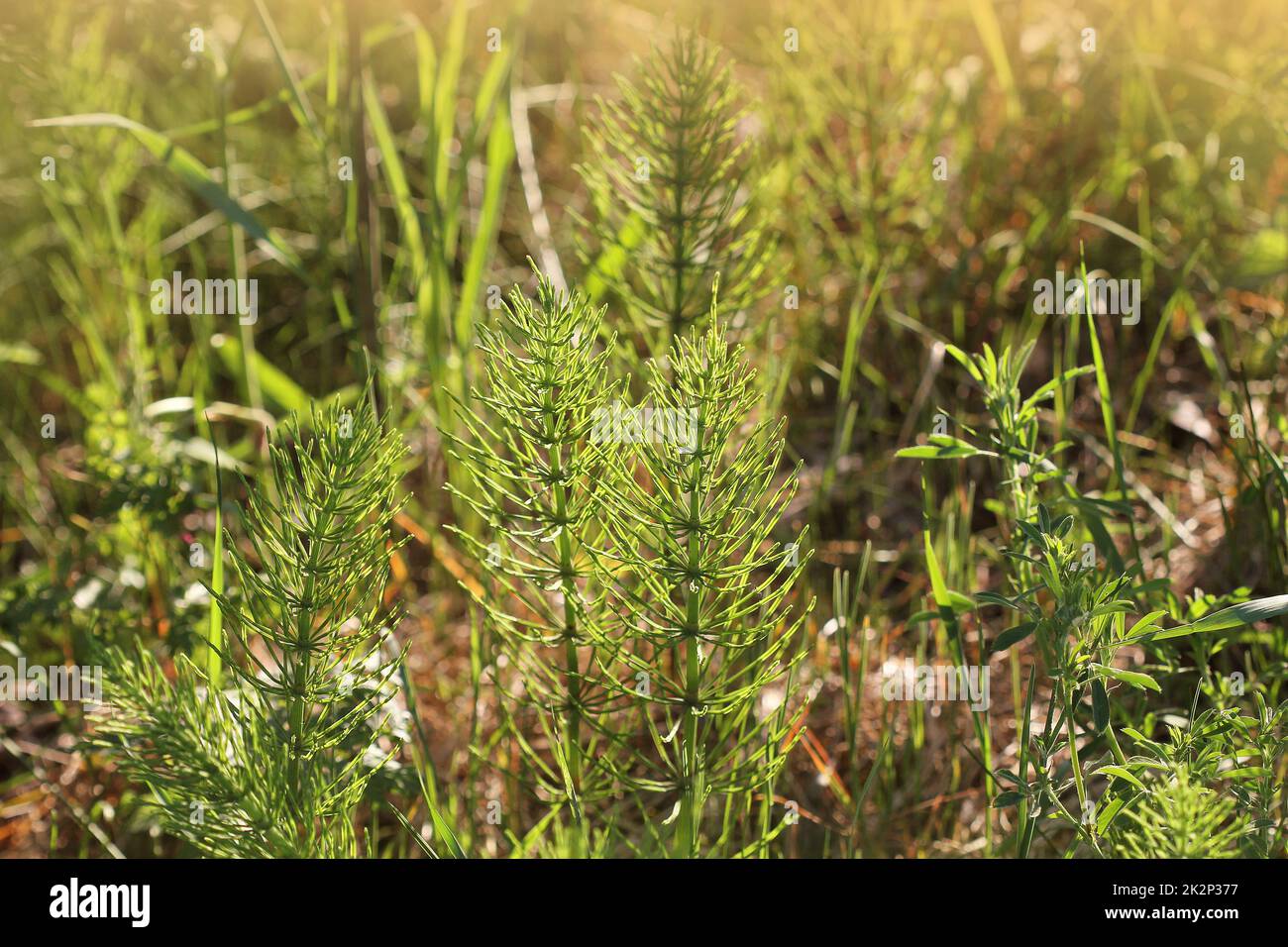 Plantes sauvages - fond vert de la prêle ou Tolkachik ou Equisetum arvense . La prêle commune au printemps Banque D'Images