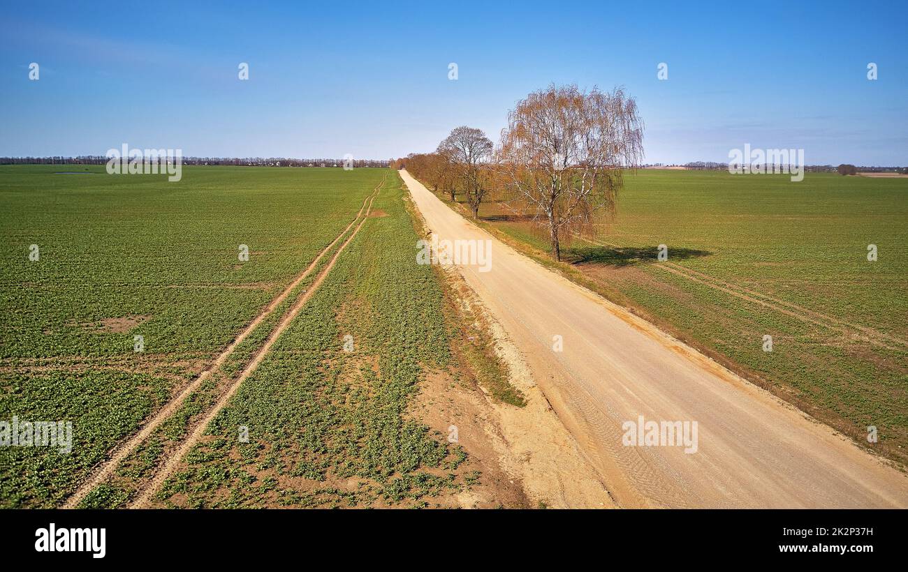 Champs de culture verts de printemps. Route de terre rurale, allée de l'érable vue aérienne. Magnifique paysage ensoleillé. Matin d'avril Banque D'Images