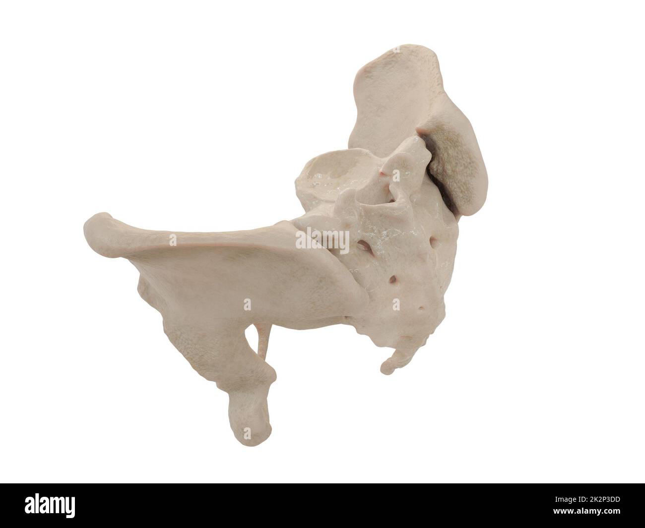 illustration médicale précise de la hanche, illustration médicale précise de la hanche, du bassin humain, du fémur, de l'anatomie pelvienne, du sacrum, douleur pelvienne, fond blanc, rendu 3d Banque D'Images