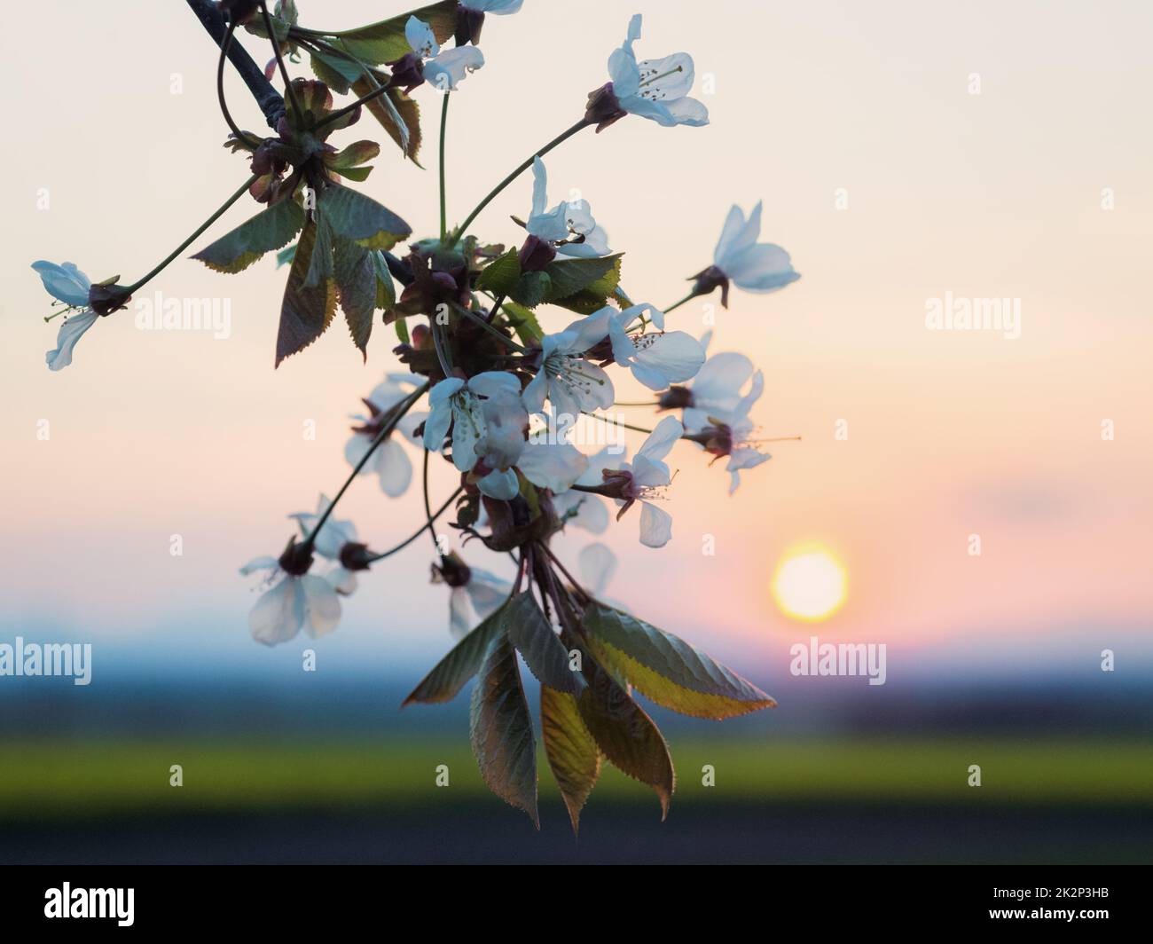 Cerisier fleuri dans la lumière du coucher du soleil Banque D'Images