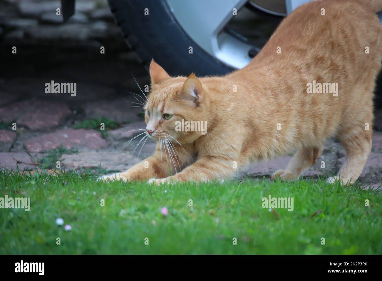 Portrait d'un chat joueur à fourrure brun rougeâtre. Banque D'Images