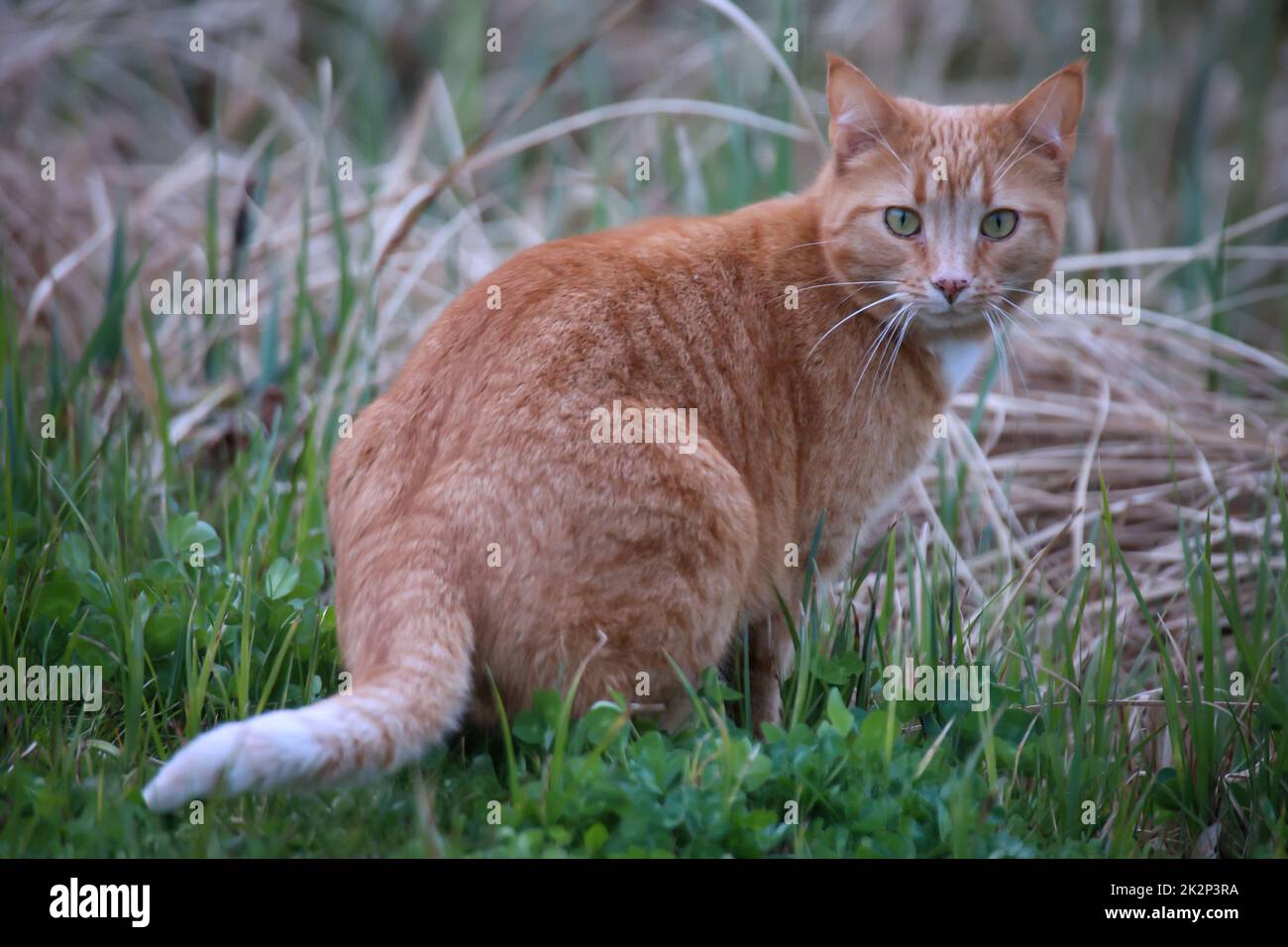 Portrait d'un chat joueur à fourrure brun rougeâtre. Banque D'Images