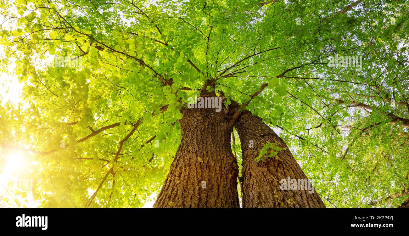 Vieux tilleul géant avec jeunes feuilles fraîches. Banque D'Images