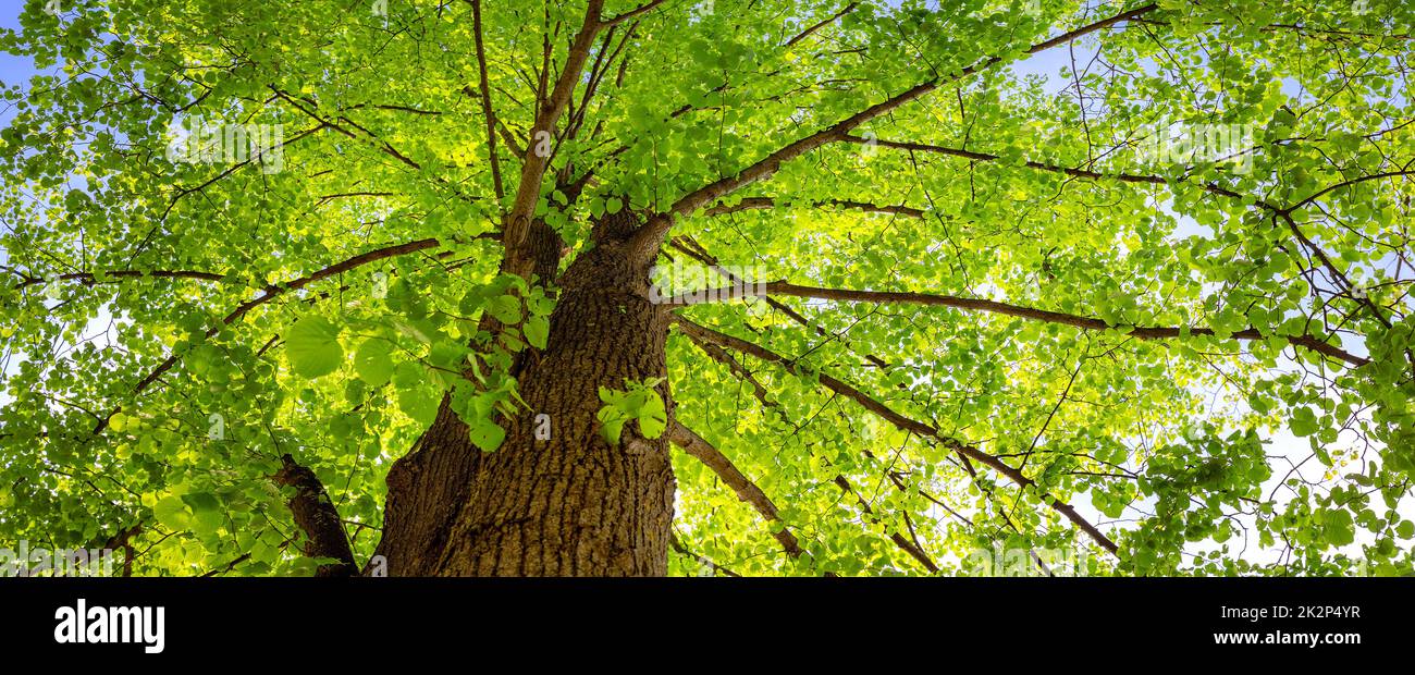 Vieux tilleul géant avec jeunes feuilles fraîches. Banque D'Images