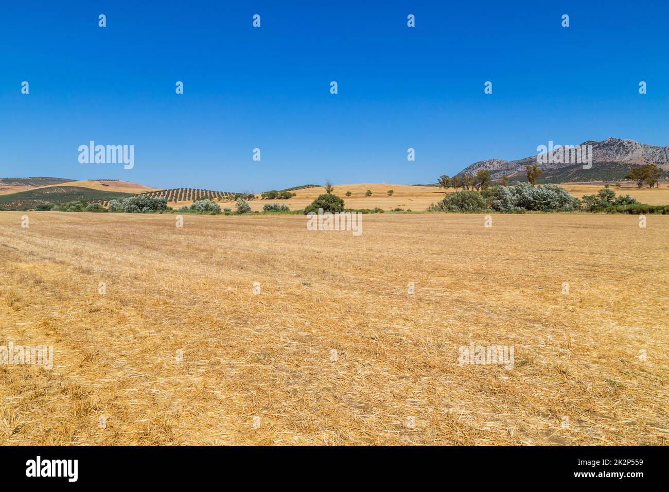 Parc naturel de la Sierra de Grazalema Banque D'Images