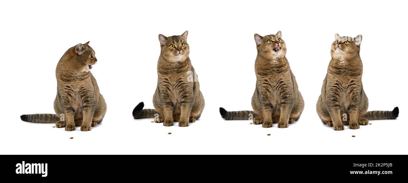 Le chat droit écossais de race adulte se trouve sur un fond blanc. Animal avec des émotions différentes, drôle, triste, en colère et curieux Banque D'Images