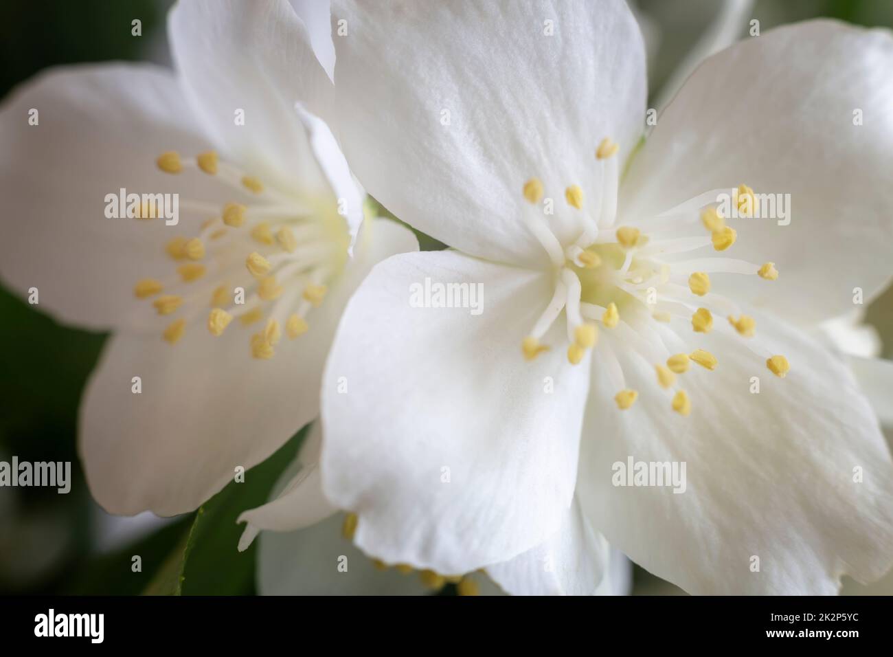 Belles fleurs blanches délicates sur une branche de jasmin Banque D'Images