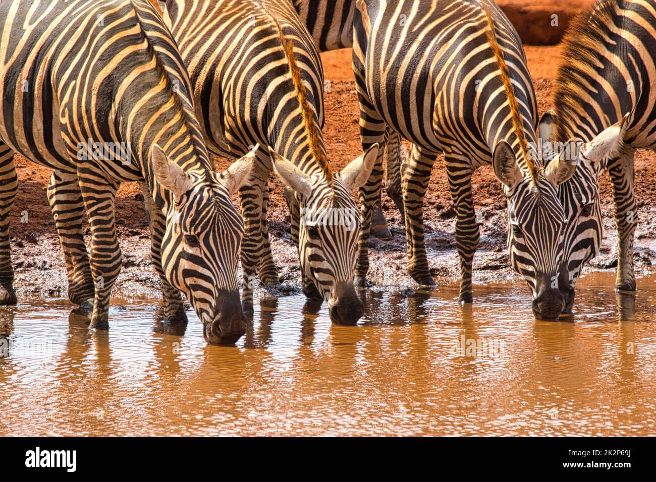 Les zèbres des plaines, Equus quagga, étanchent leur soif dans un trou d'eau. Banque D'Images