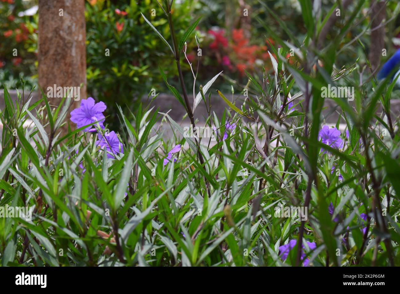 arbustes fleuris plantes de photographie de fond Banque D'Images