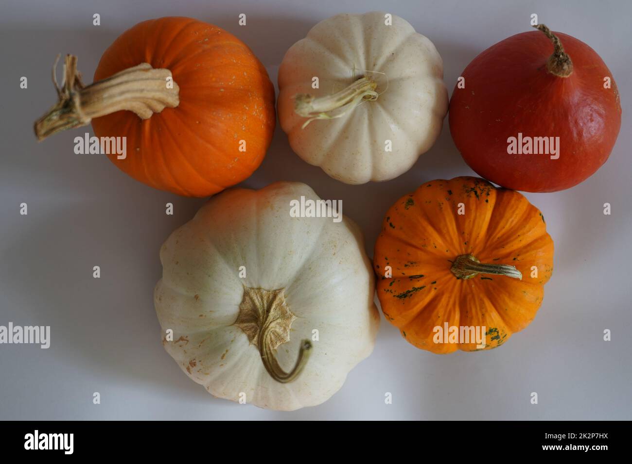 Citrouille fraîche isolée sur fond blanc. Pour Halloween, fête de Thanksgiving et thème d'automne. Citrouilles colorées. Banque D'Images